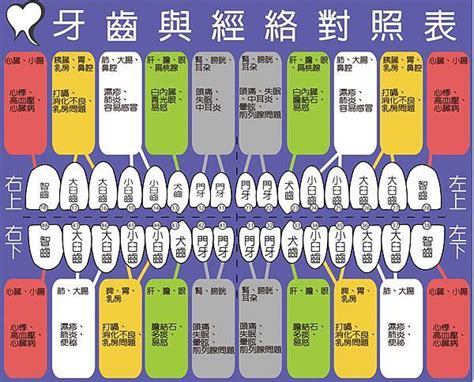 牙齒經絡圖|改善牙齒痛經絡拍打、穴道按摩刮痧養生法！